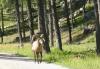 PICTURES/Wind Cave National Park/t_Big Horn Sheep2.JPG